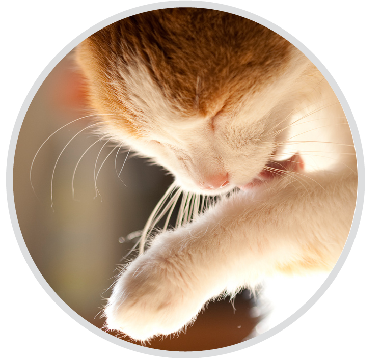 cat grooming Vicenza